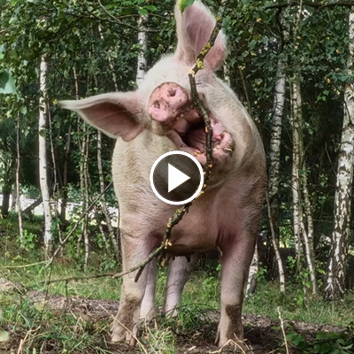 Schwein Rosalie beißt in einen Ast