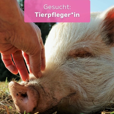 Stellenangebot: Tierpfleger*in