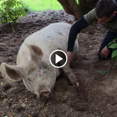 Schwein Hein wird von Mensch Jürgen gekrault