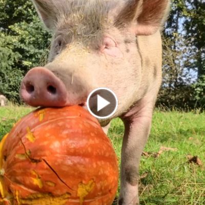 Kürbisessen im Schweineland