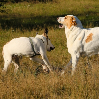 Die Hündinnen Lorca und Lola spielen auf einer Wiese.