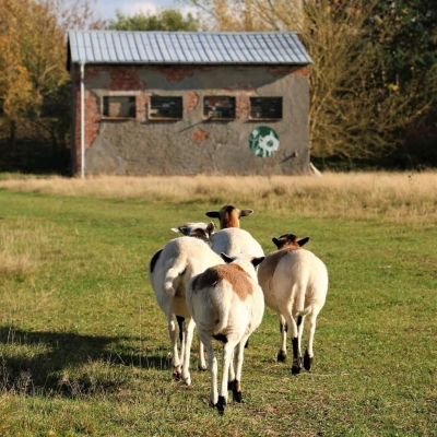 Die Schafe Maja, Kalle, Pimpinella und Marzi Pan gehen über eine Wiese