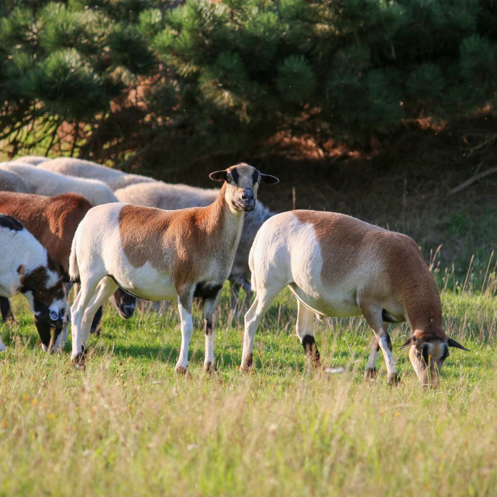 Die Schafe Maja, Kalle, Pimpinella und Marzi Pan grasen auf einer Wiese