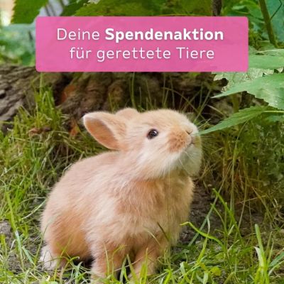 Ein junges Kaninchen riecht an einem Blatt. Darüber der Text "Deine Spendenaktion für gerettete Tiere".