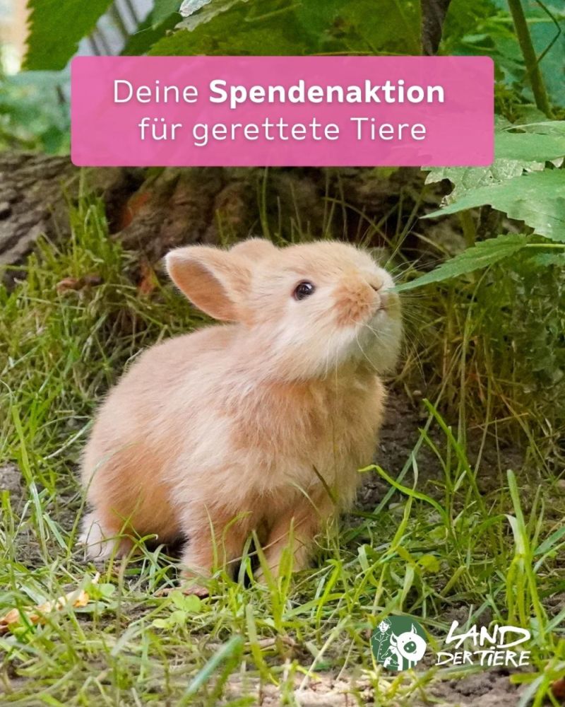 Ein junges Kaninchen riecht an einem Blatt. Darüber der Text "Deine Spendenaktion für gerettete Tiere".