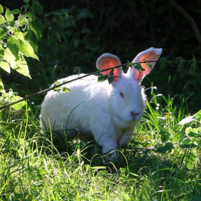 Kaninchen Stuart läuft durchs Gras
