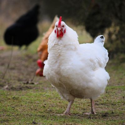 Huhn Tomka auf einer Wiese