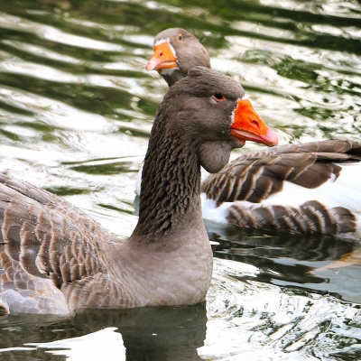 Die Gänse Toni und Smilla schwimmen in einem Teich