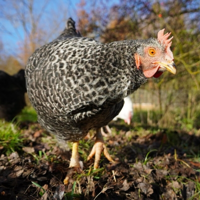 Huhn Tuki schaut in die Kamera