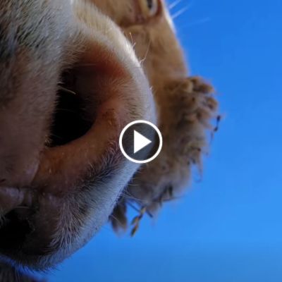 Schaf Flausch schnuppert von oben an der Kamera