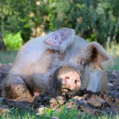 Schwein Willi liegt in einer Kuhle auf einer Wiese