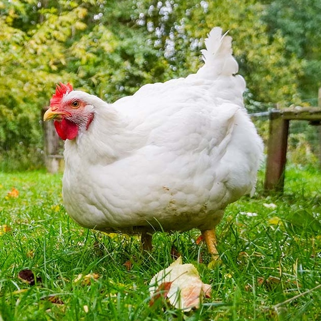 Patenschaft für Flora Federchen abschließen