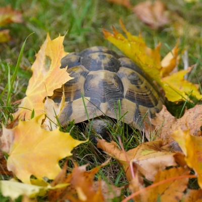 Schildkröte Die kleine Griechin umgeben von Laub