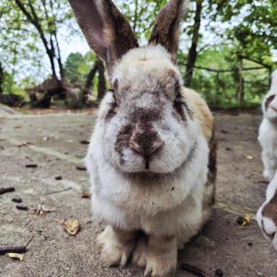 Kaninchen Frau Ostermann mit Erde im Gesicht nach dem Buddeln