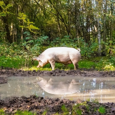 Schwein Hein steht neben einer mit Wasser gefüllten Suhle in einem Wald.