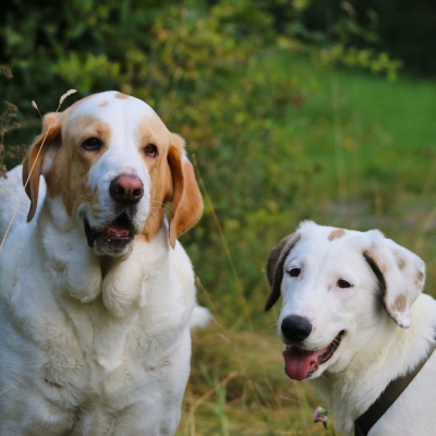 Die zwei Hündinnen Lola und Lorca im Land der Tiere