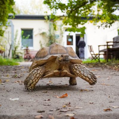 Schildkröte Mali läuft über einen Asphaltweg in Richtung der Kamera