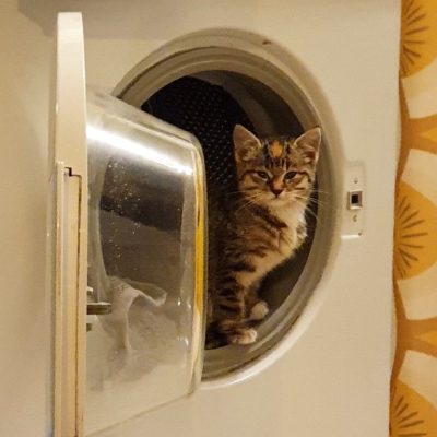 Katze Mia sitzt in der Tür einer Waschmaschinentrommel