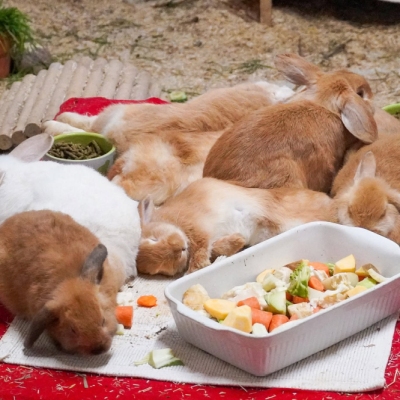 Eine Gruppe von Kaninchen kuschelt nebeneinander