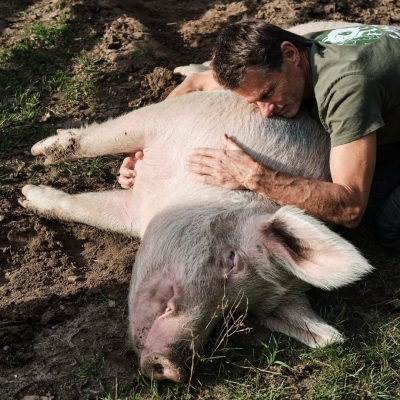 Mensch Jürgen krault Schwein Rosalie, die auf dem Boden liegt