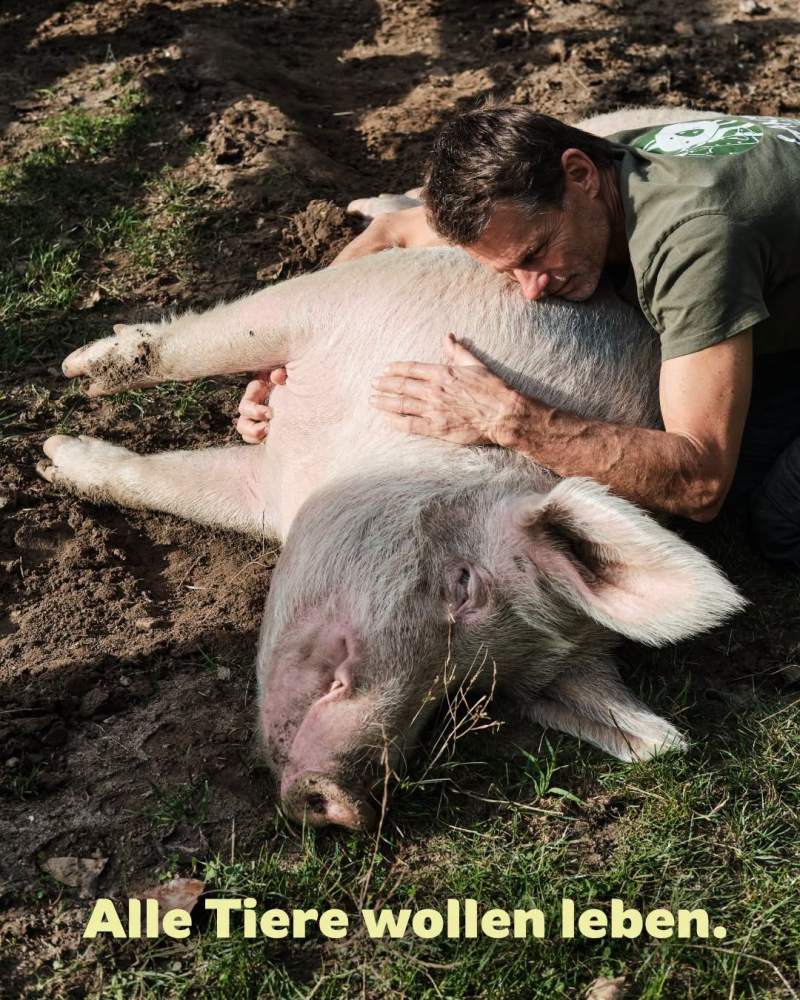Mensch Jürgen krault Schwein Rosalie, die auf dem Boden liegt