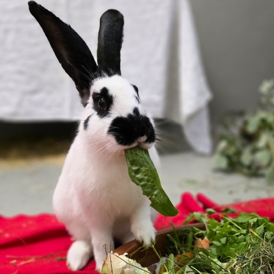 Kaninchen Winfried isst ein Salatblatt in seinem Quarantänezimmer nach seinem Fund.