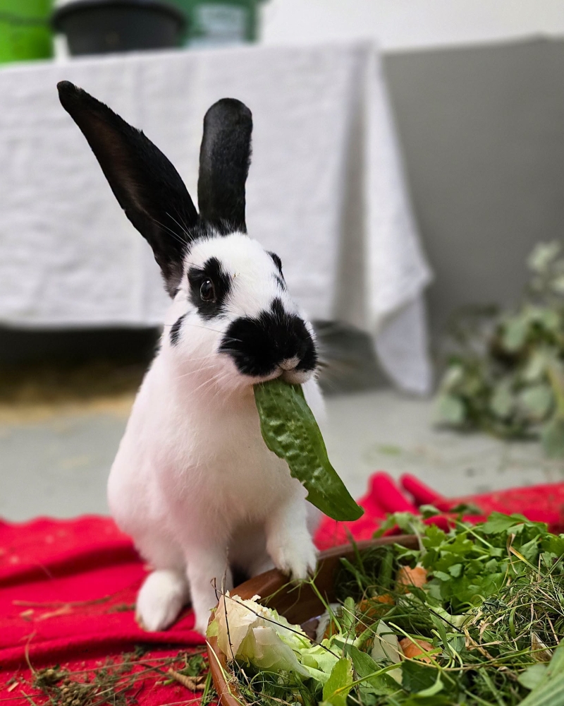 Kaninchen Winfried isst ein Salatblatt in seinem Quarantänezimmer nach seinem Fund.