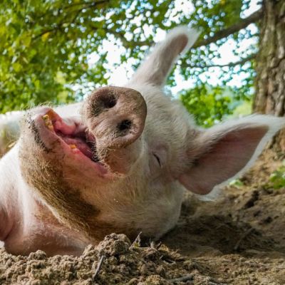 in gähnendes Schwein liegt in einer Sandkuhle
