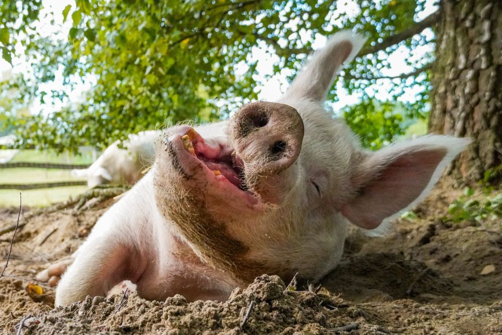 in gähnendes Schwein liegt in einer Sandkuhle